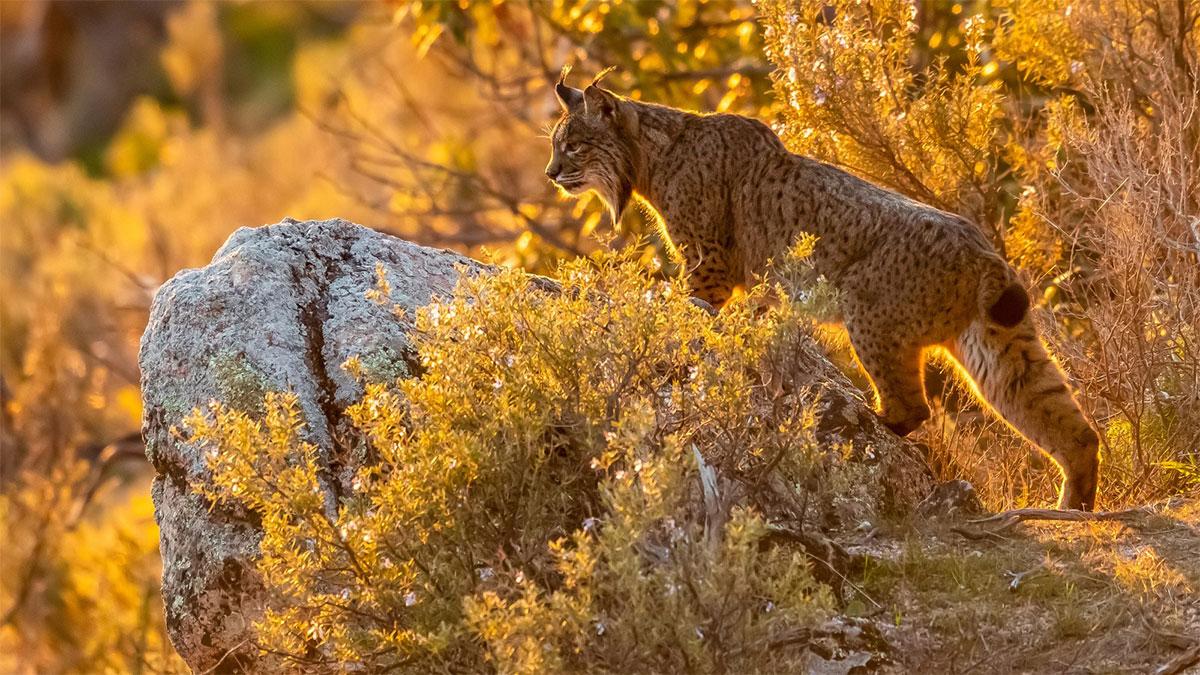 Ausgestorbene Tiere in Ordesa. Auf dem Foto ist ein Iberischer Luchs (Lynx pardinus) zu sehen, der im Nationalpark Ordesa und Monte Perdido bereits ausgestorben ist.