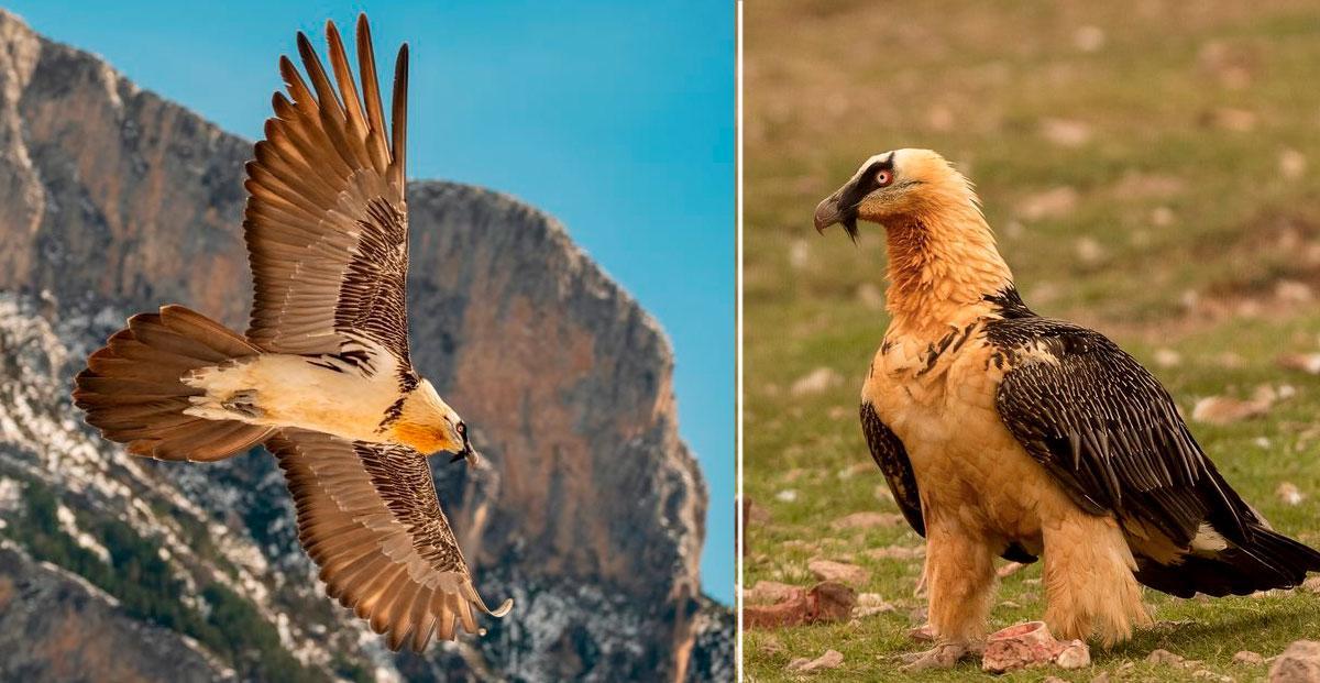 Bartgeiers (Gypaetus barbatus)