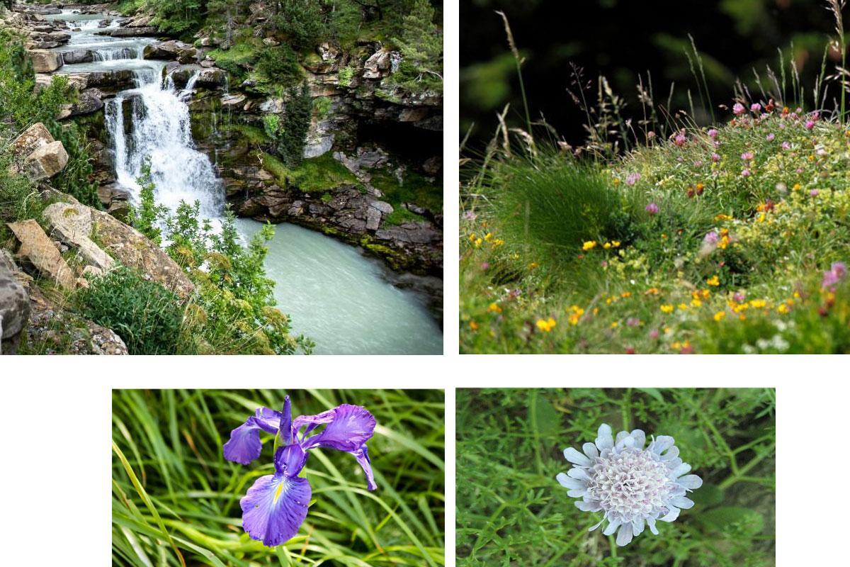 Flora des Nationalparks Ordesa und Monte Perdido