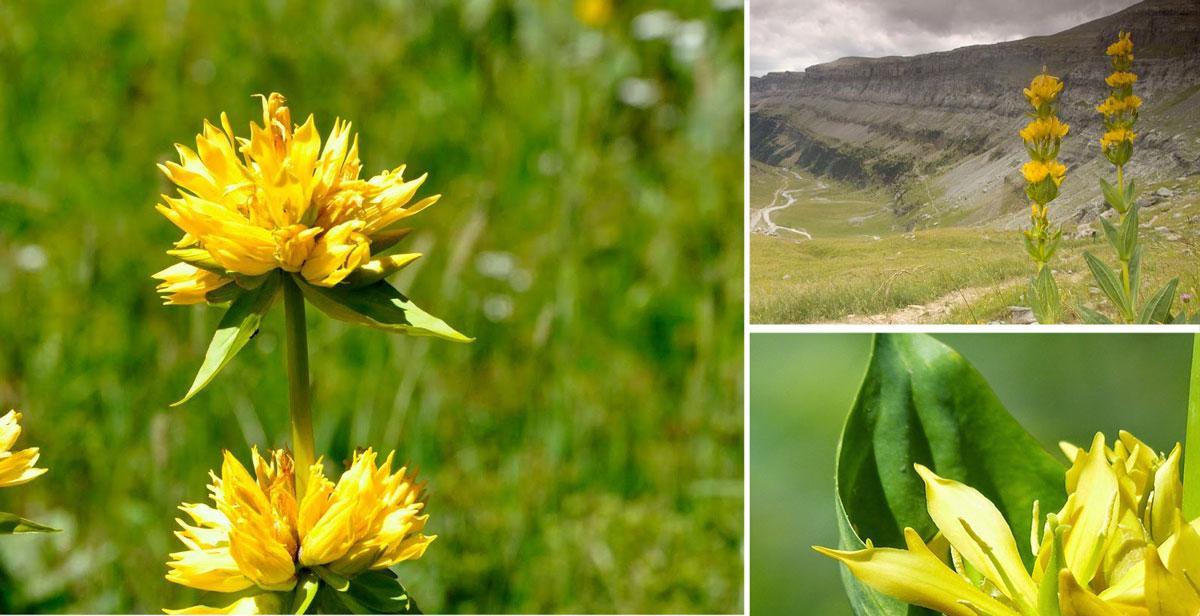 Gelbe Blume von Ordesa und Monte Perdido. Auf dem Bild ist Gentiana lutea (Enzian oder Chanzana) aus der Familie Gentianaceae zu sehen.