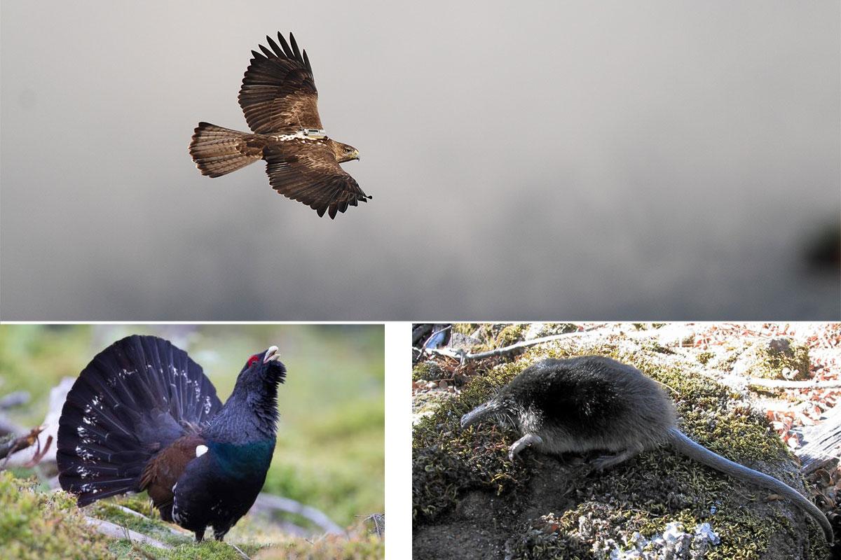 Geschützte Tiere im Nationalpark Ordesa, Huesca