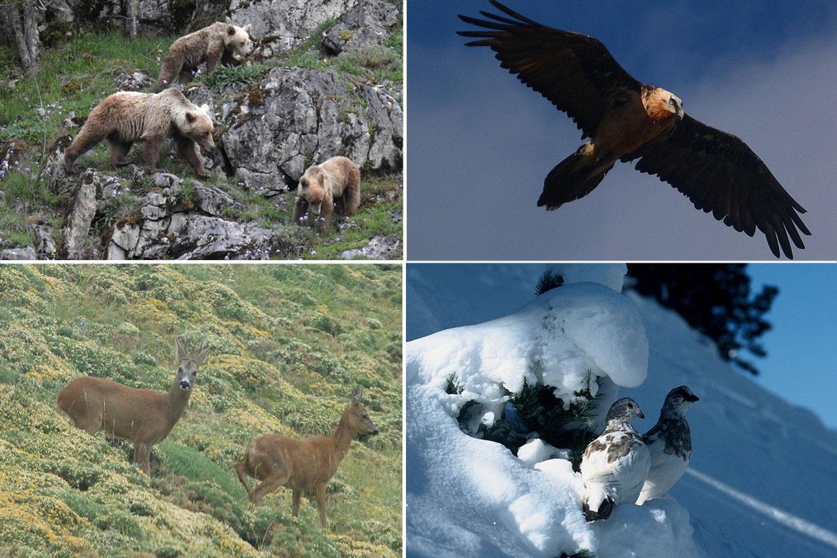 Repräsentative Tiere des Nationalparks Ordesa und Monte Perdido