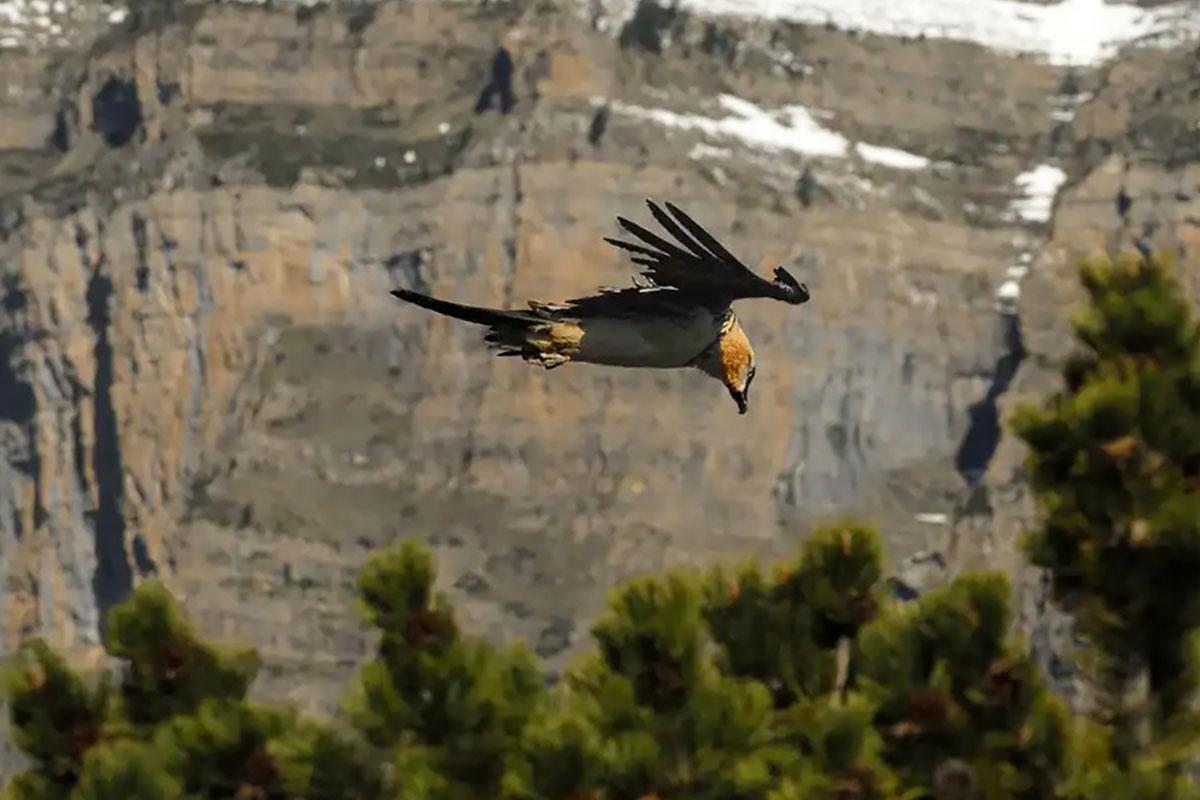 Tierwelt des Nationalparks Ordesa und Monte Perdido