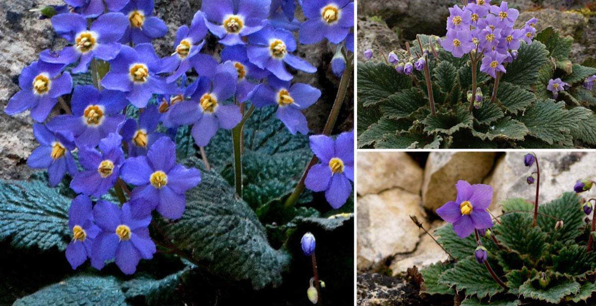 Violettpflanze des Nationalparks Ordesa und Monte Perdido. Auf dem Bild ist Ramonda myconi zu sehen.