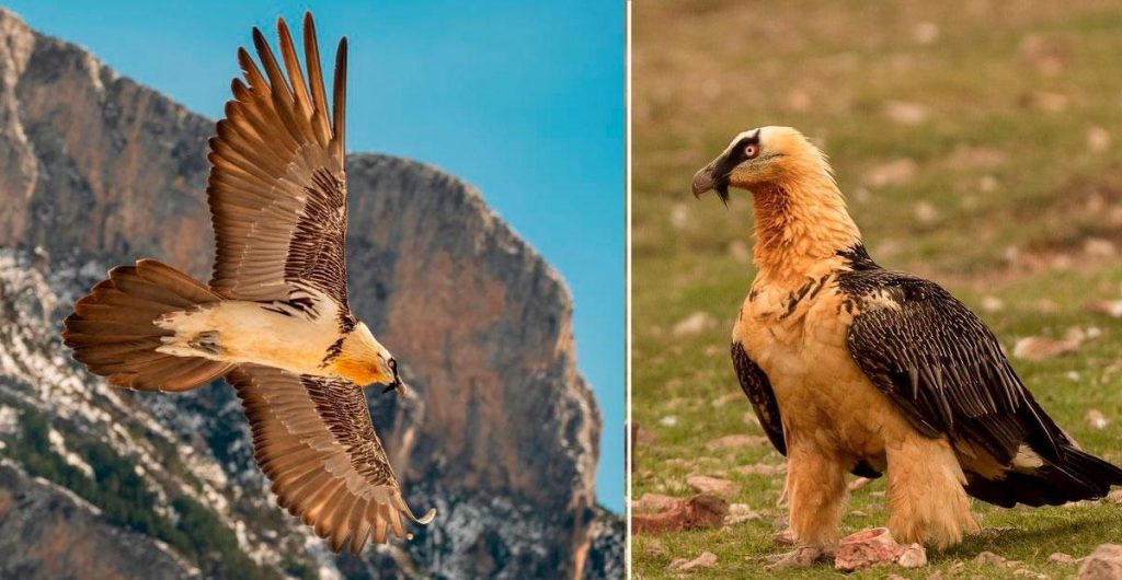 Gypaète barbu (Gypaetus barbatus))