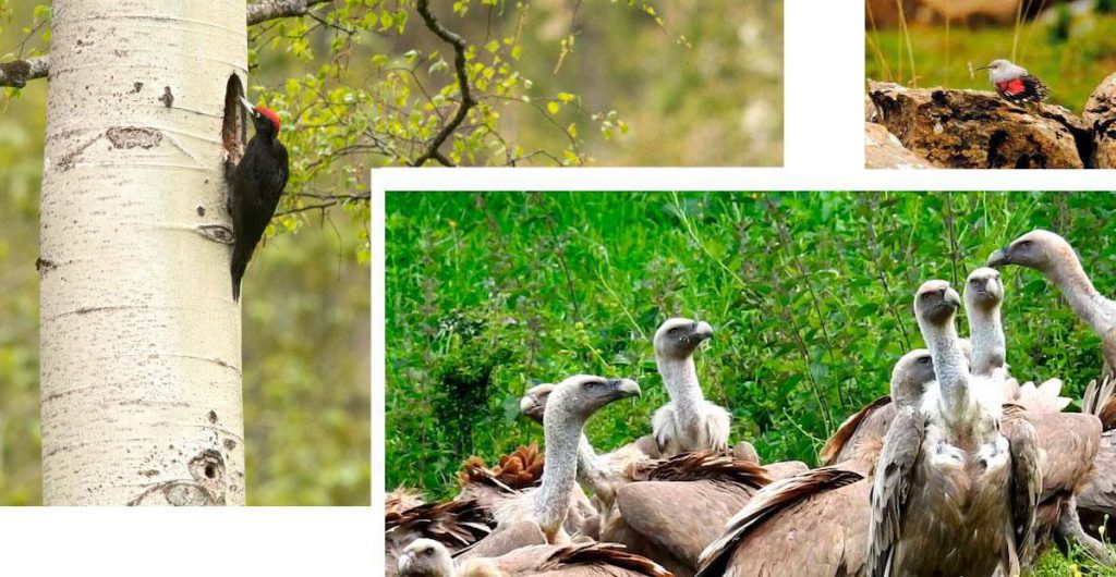 Les Itinéraires d'Observation des Oiseaux à Ordesa et Monte Perdido