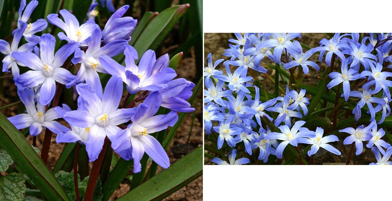 Pianta della neve a Ordesa, Chionodoxa forbesii.