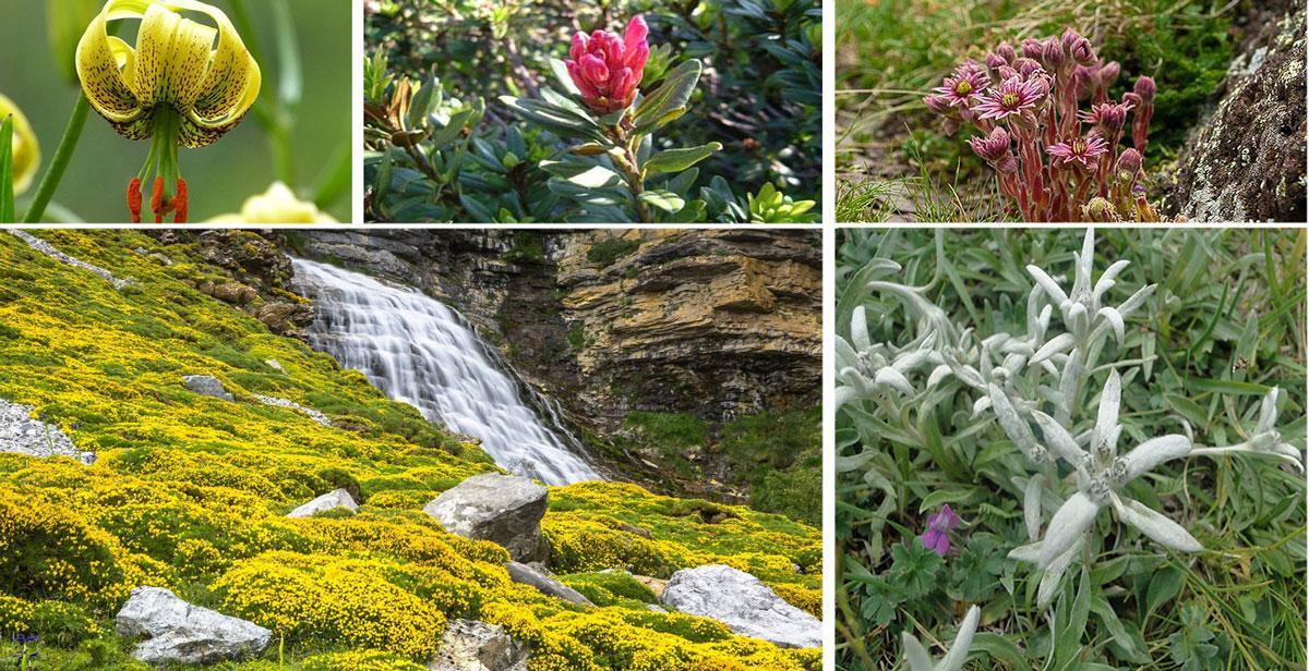 Piante endemiche ed erbacee di Ordesa e Monte Perdido