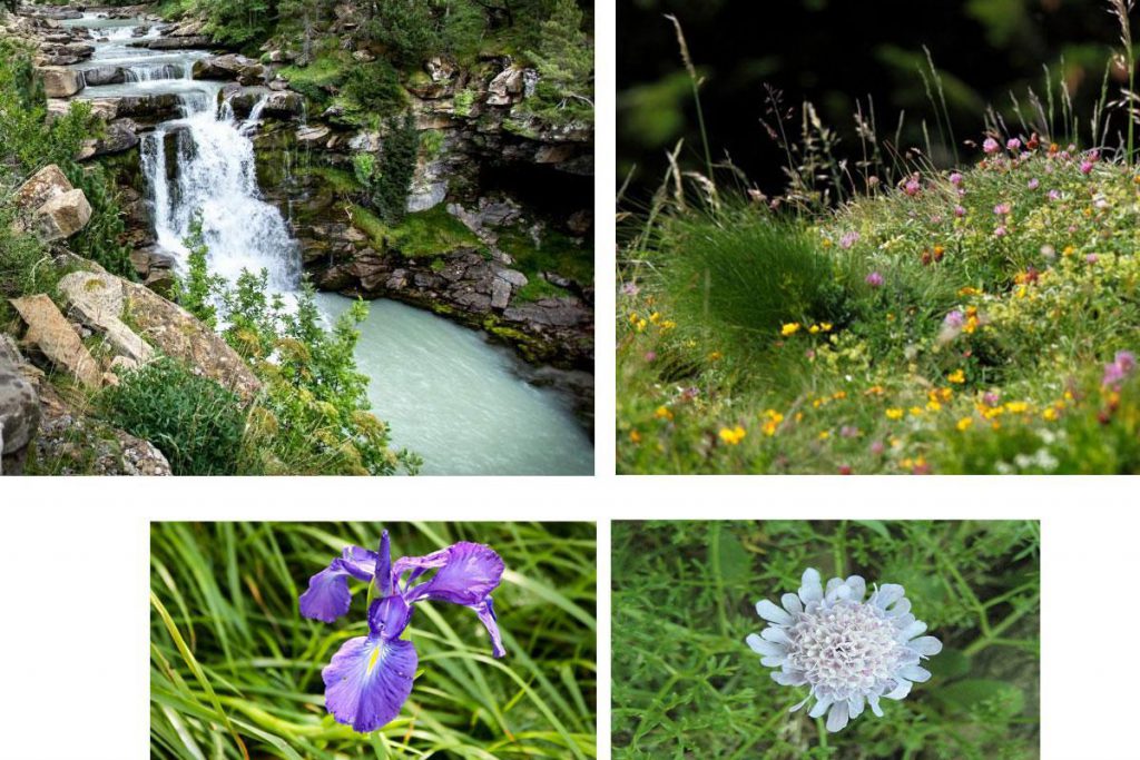 Flora del Parque Nacional de Ordesa y Monte Perdido